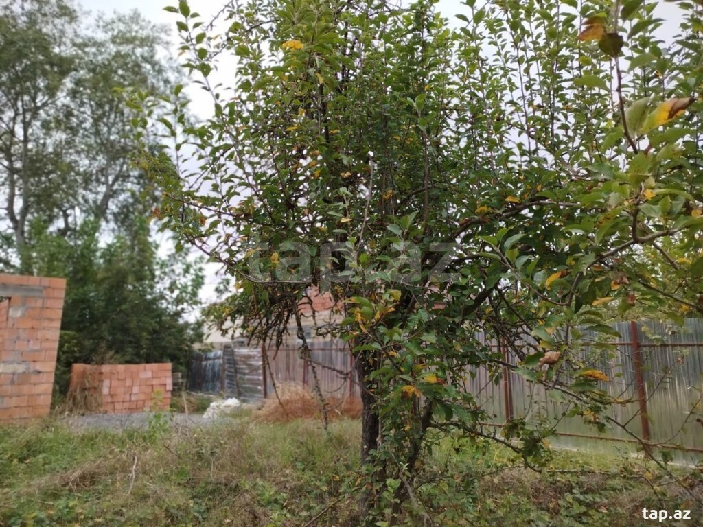 4 sot torpaq sahəsi, İsmayıllı r. (3)
