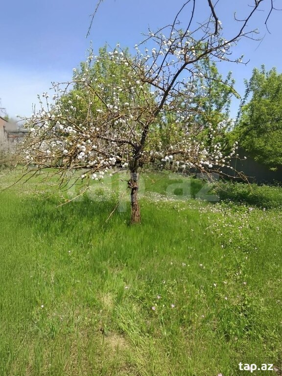 4 sot torpaq sahəsi, İsmayıllı r. (17)