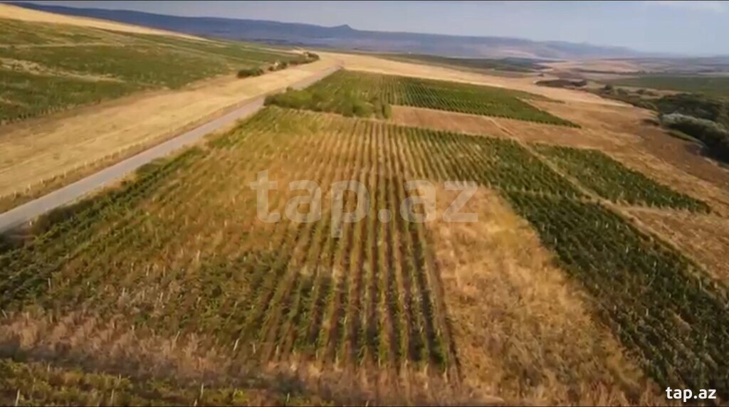 4000 sot torpaq sahəsi, Şamaxı r. (3)