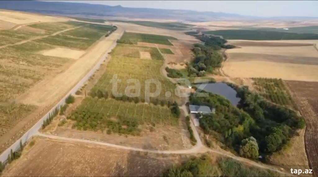 4000 sot torpaq sahəsi, Şamaxı r. (2)