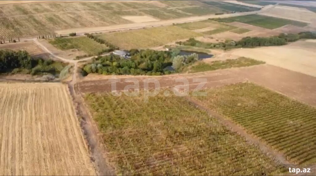 4000 sot torpaq sahəsi, Şamaxı r. (6)