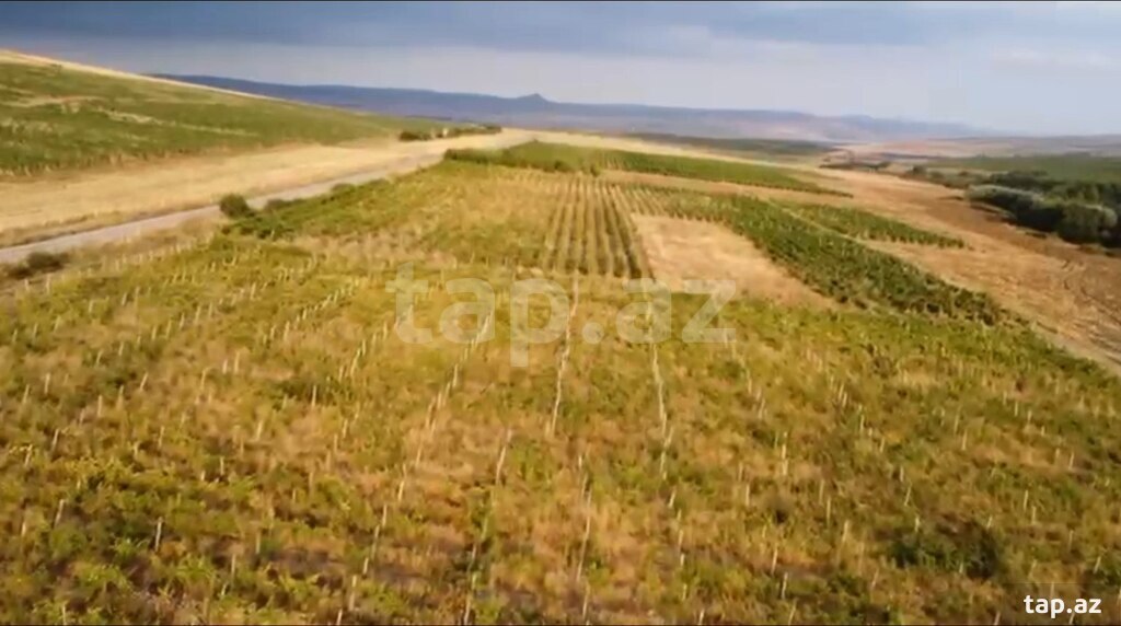 4000 sot torpaq sahəsi, Şamaxı r. (4)