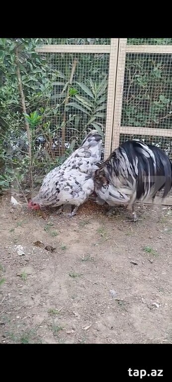 Avstralorp yumurtası