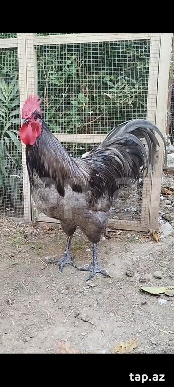 Avstralorp yumurtası (3)