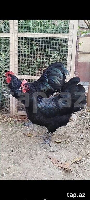 Avstralorp yumurtası (4)