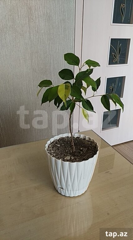 Ficus "Benjamin"