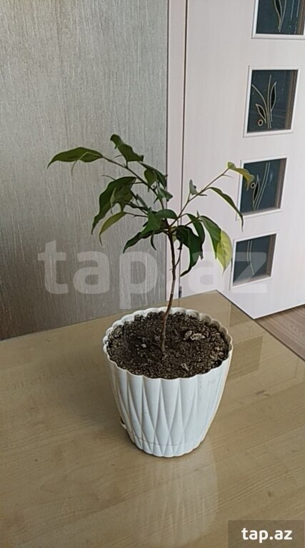 Ficus "Benjamin" (2)