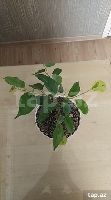Ficus "Benjamin" (3)