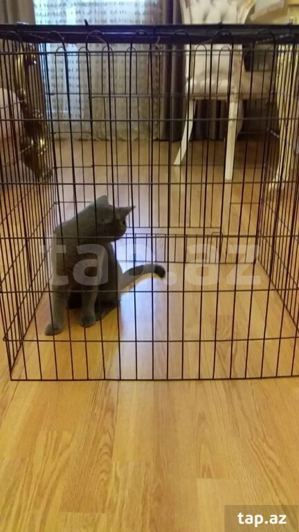 Qəfəs