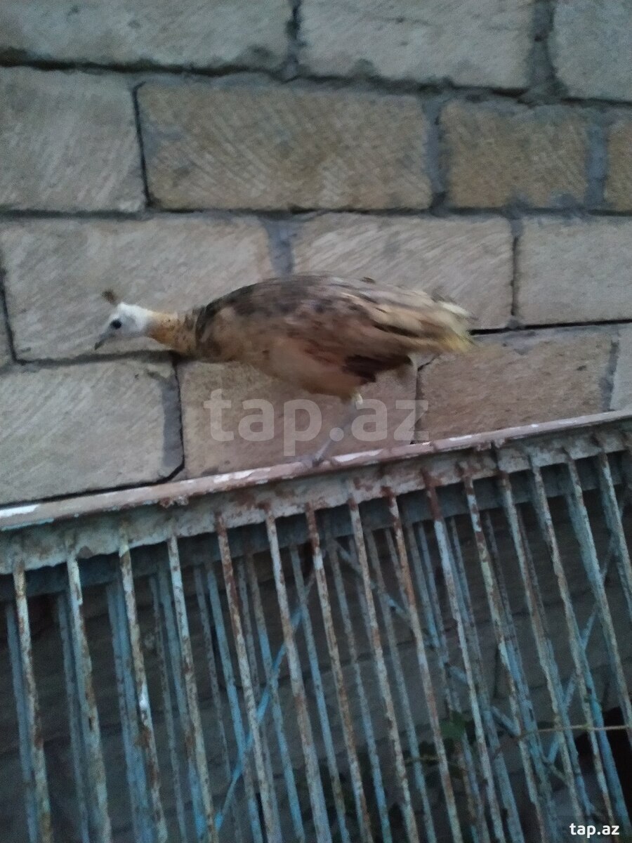 Firəng quşları (15)
