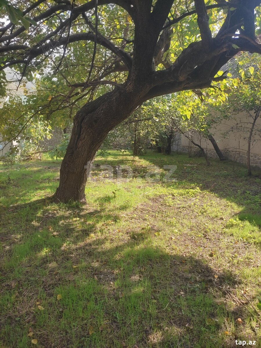 Həyət evi, Şəki r.