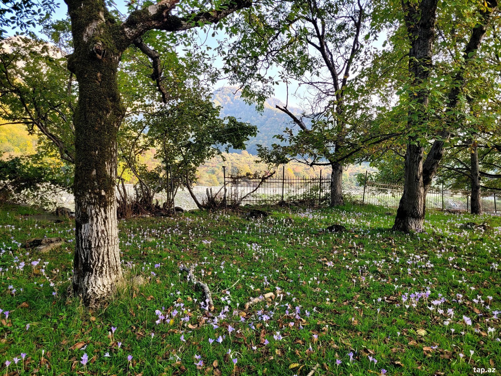 3 sot torpaq sahəsi, Oğuz ş. (2)
