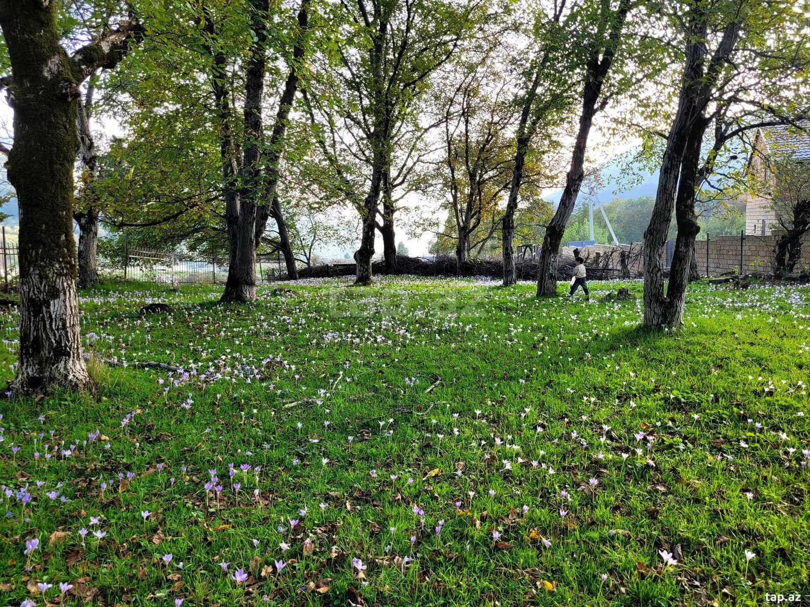 3 sot torpaq sahəsi, Oğuz ş. (4)