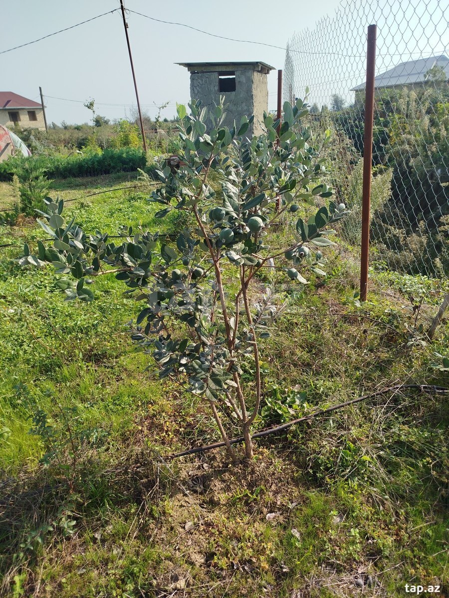 100 sot torpaq sahəsi, Lənkəran ş. (25)
