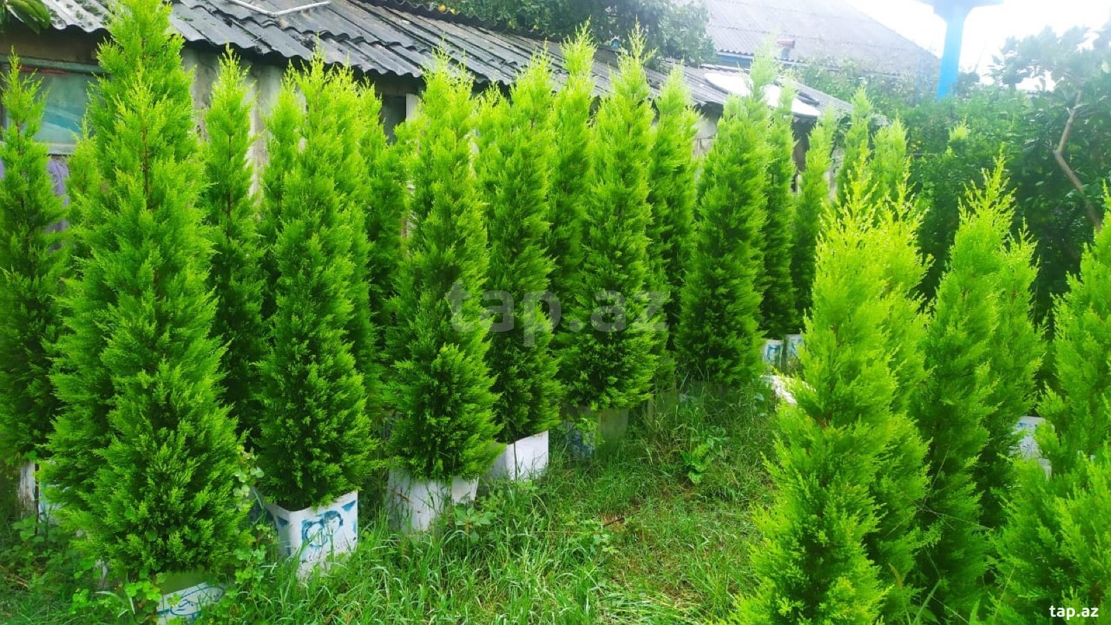 Şam ağacları