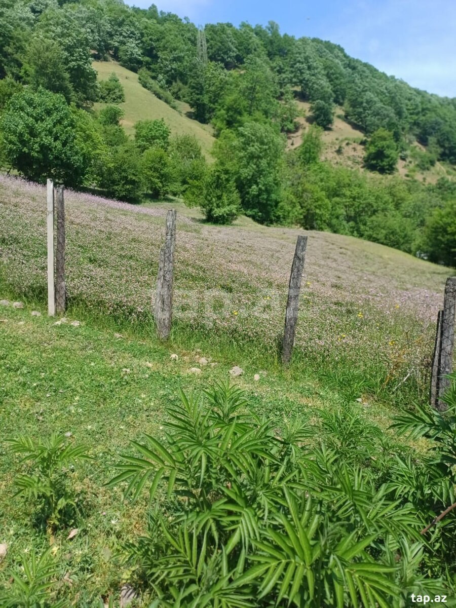 12 sot torpaq sahəsi, Lerik r. (5)