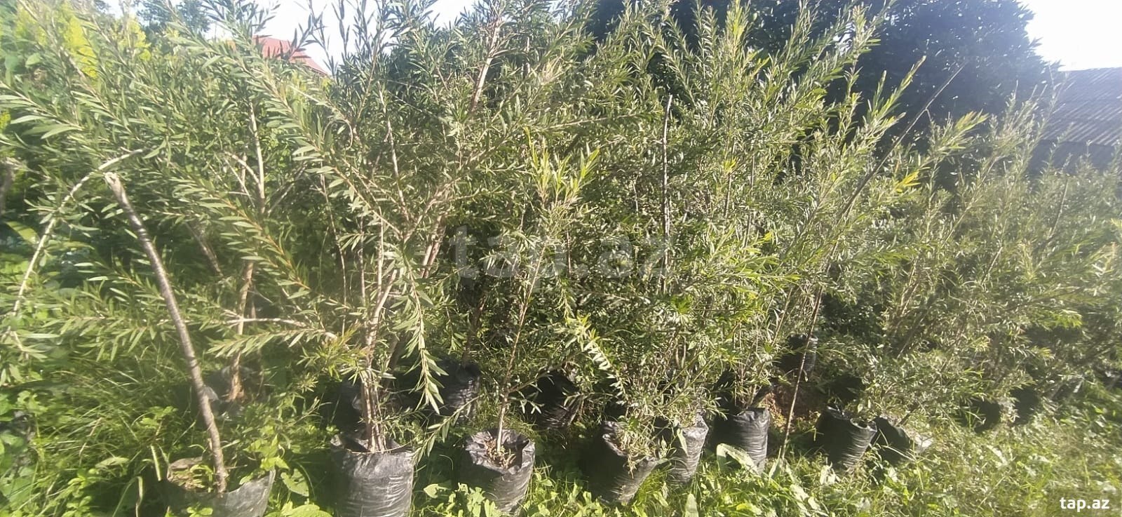 Şam ağacları (8)