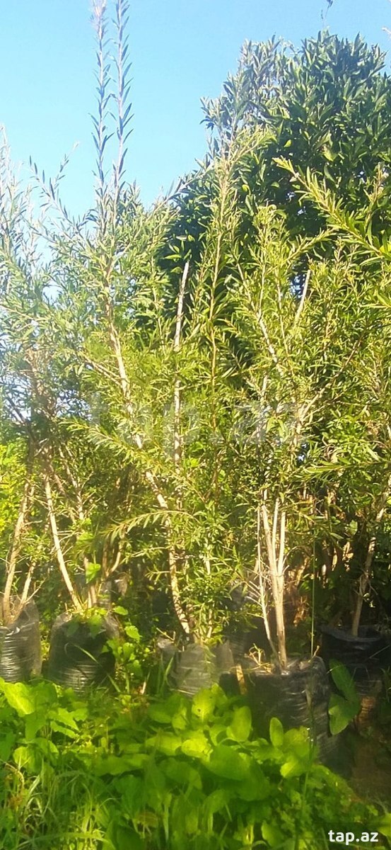 Şam ağacları (7)