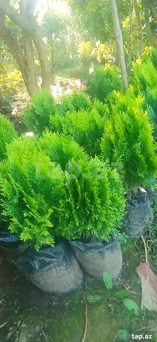 Şam ağacları (5)