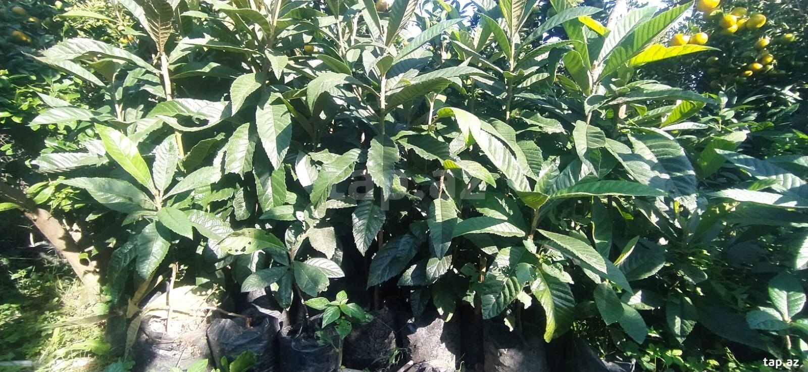 Şam ağacları (10)