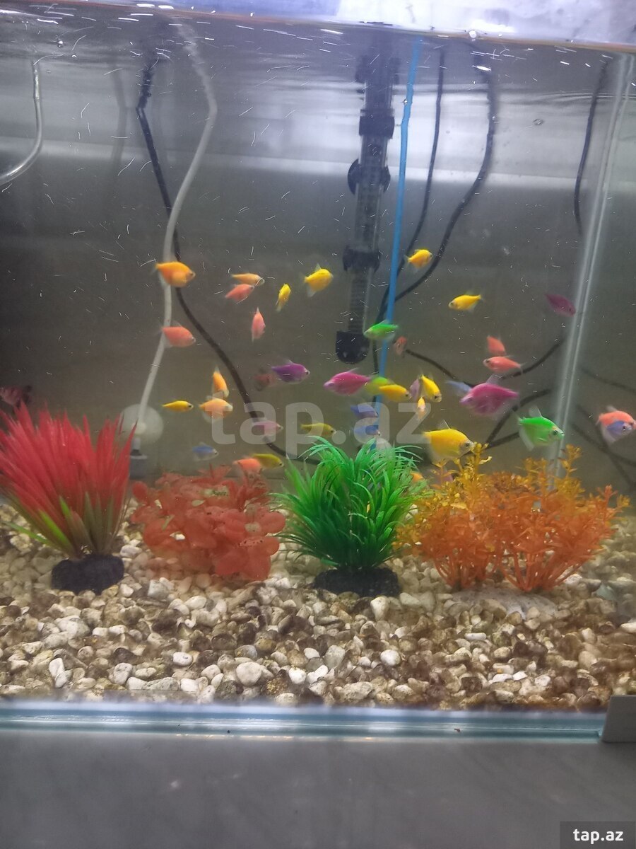 Glofish Terneciya 
