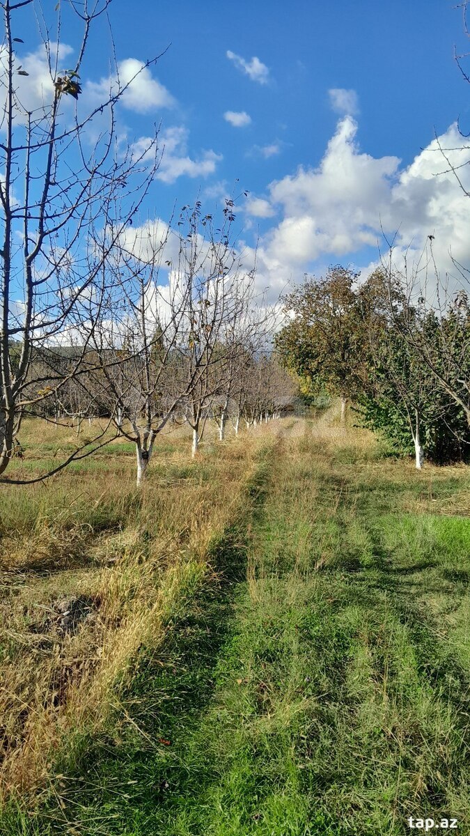 10 sot torpaq sahəsi, Qəbələ ş. (4)