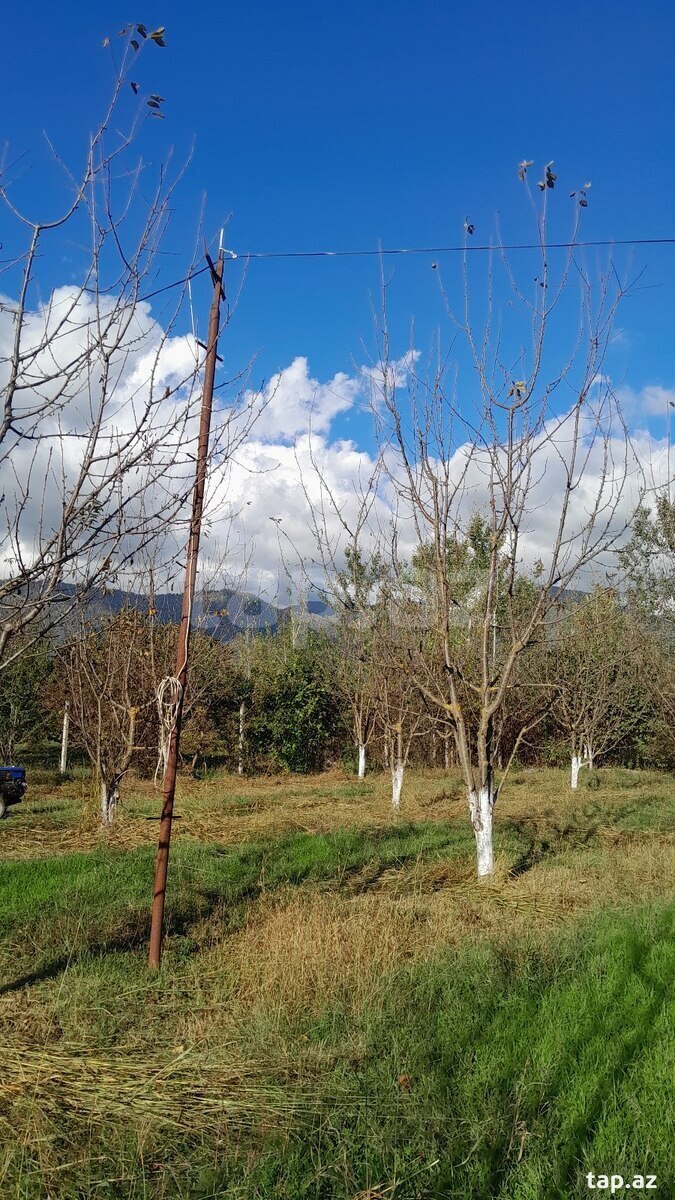 10 sot torpaq sahəsi, Qəbələ ş. (5)