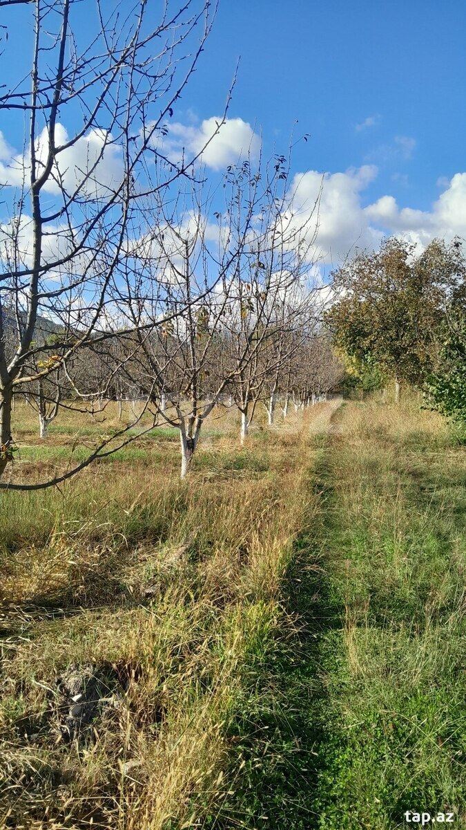 10 sot torpaq sahəsi, Qəbələ ş. (6)