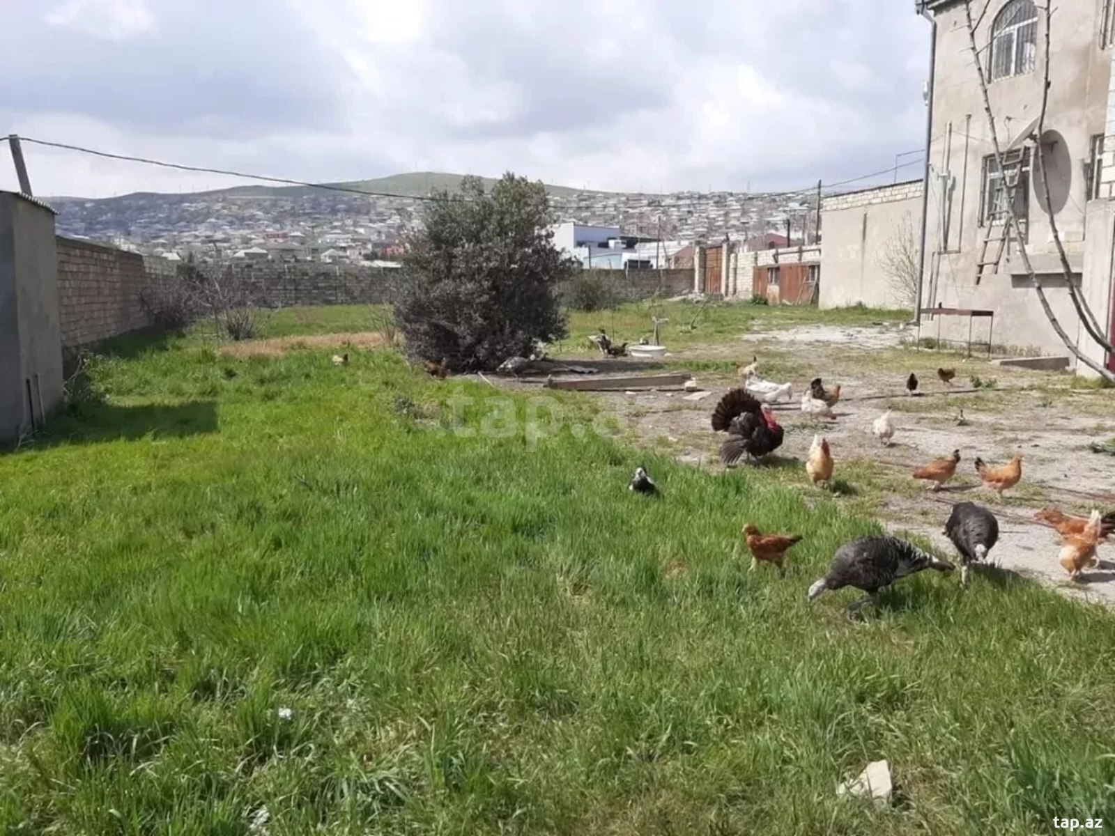 Həyət evi kirayə verilir, Sulutəpə qəs. (4)