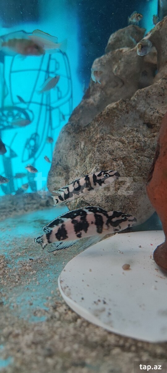 Julidochromis transcriptus balıqları (2)