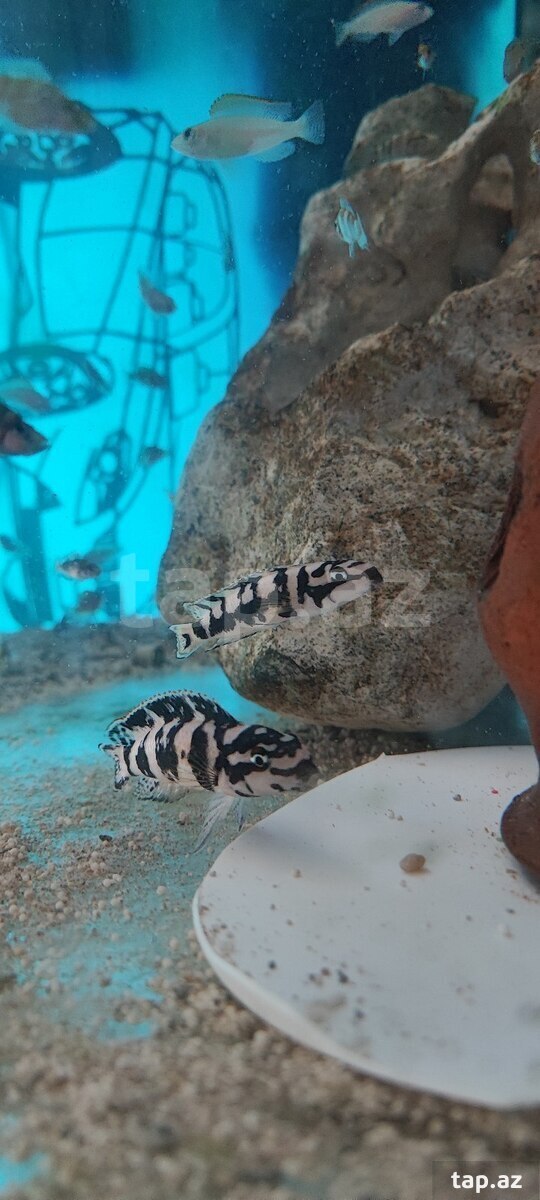 Julidochromis transcriptus balıqları (3)