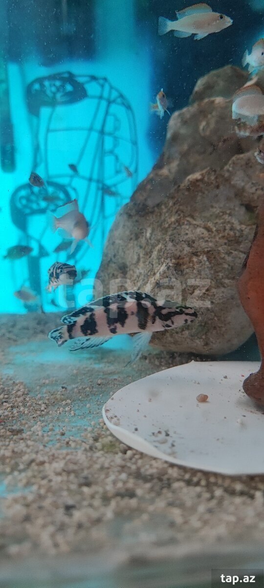 Julidochromis transcriptus balıqları (5)