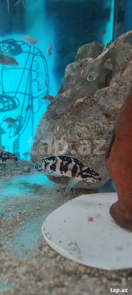 Julidochromis transcriptus balıqları (4)