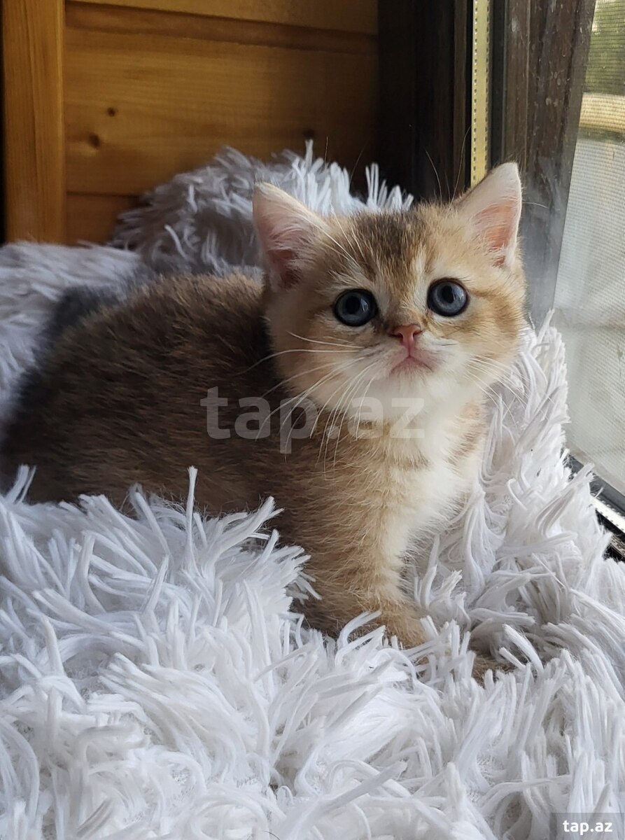 Золотистые шиншиллы (5)