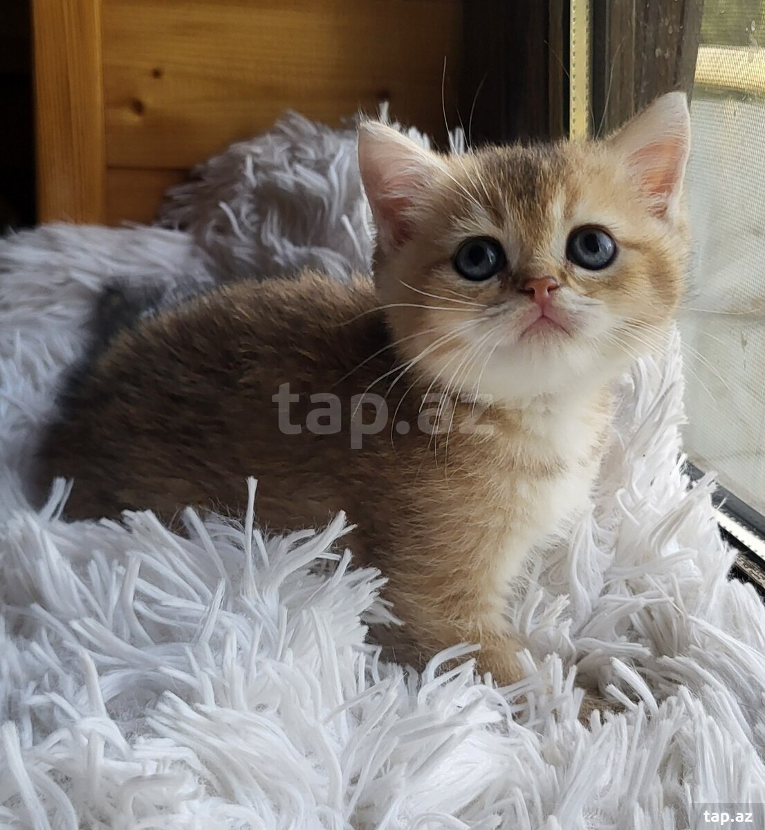 Золотистые шиншиллы (6)