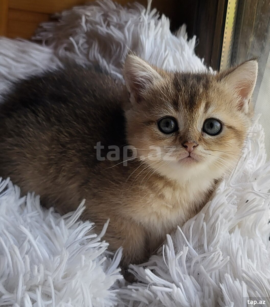 Золотистые шиншиллы (9)