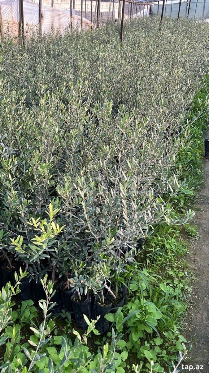 Zeytun ağacı (4)