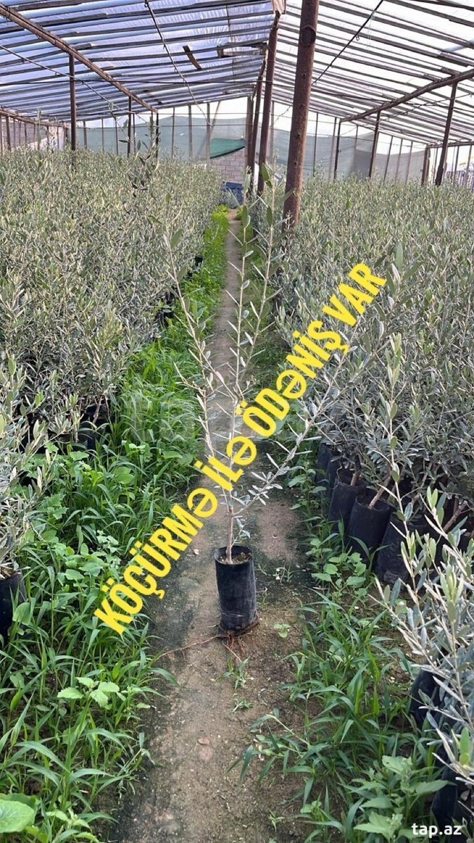 Zeytun ağacı