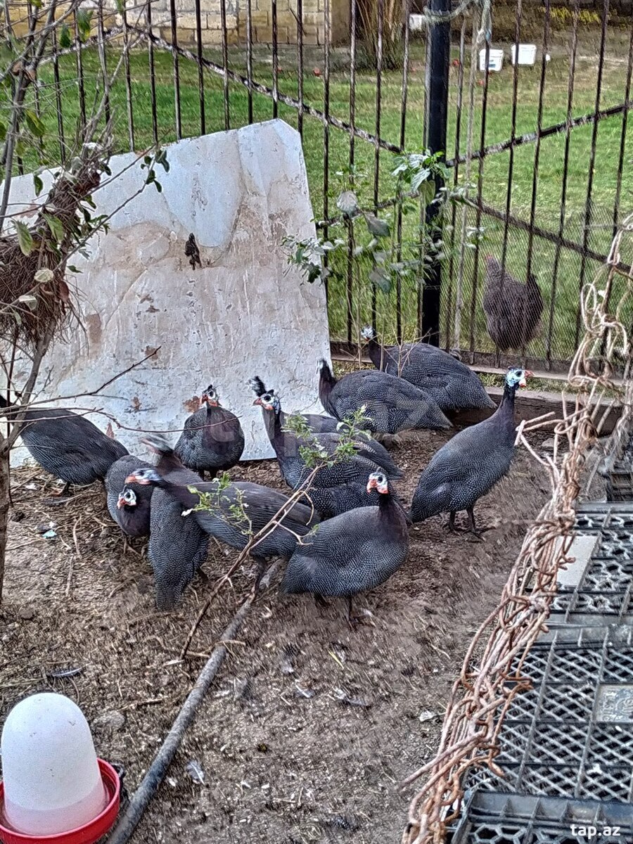 Firəng quşları (6)