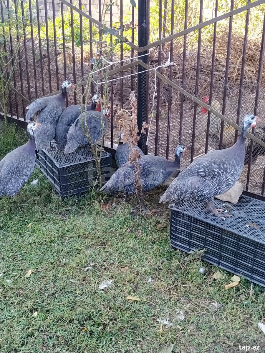 Firəng quşları (8)