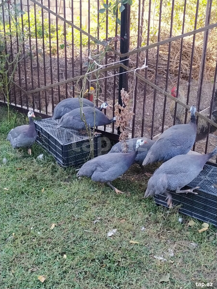 Firəng quşları (9)