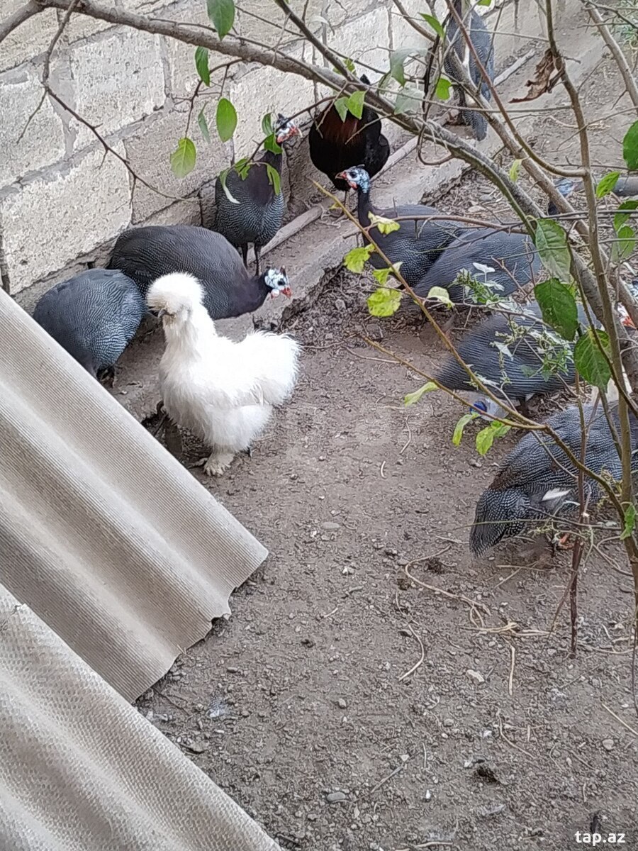 Firəng quşları (7)