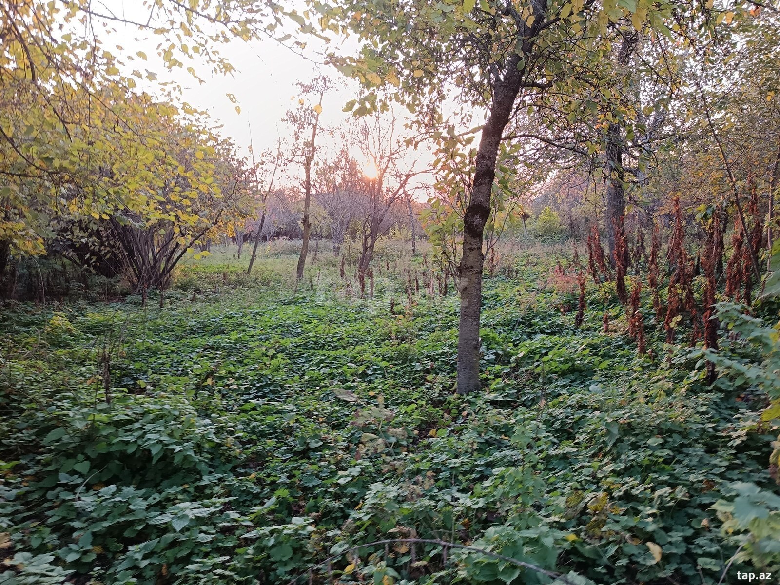 13 sot torpaq sahəsi, İsmayıllı r. (3)