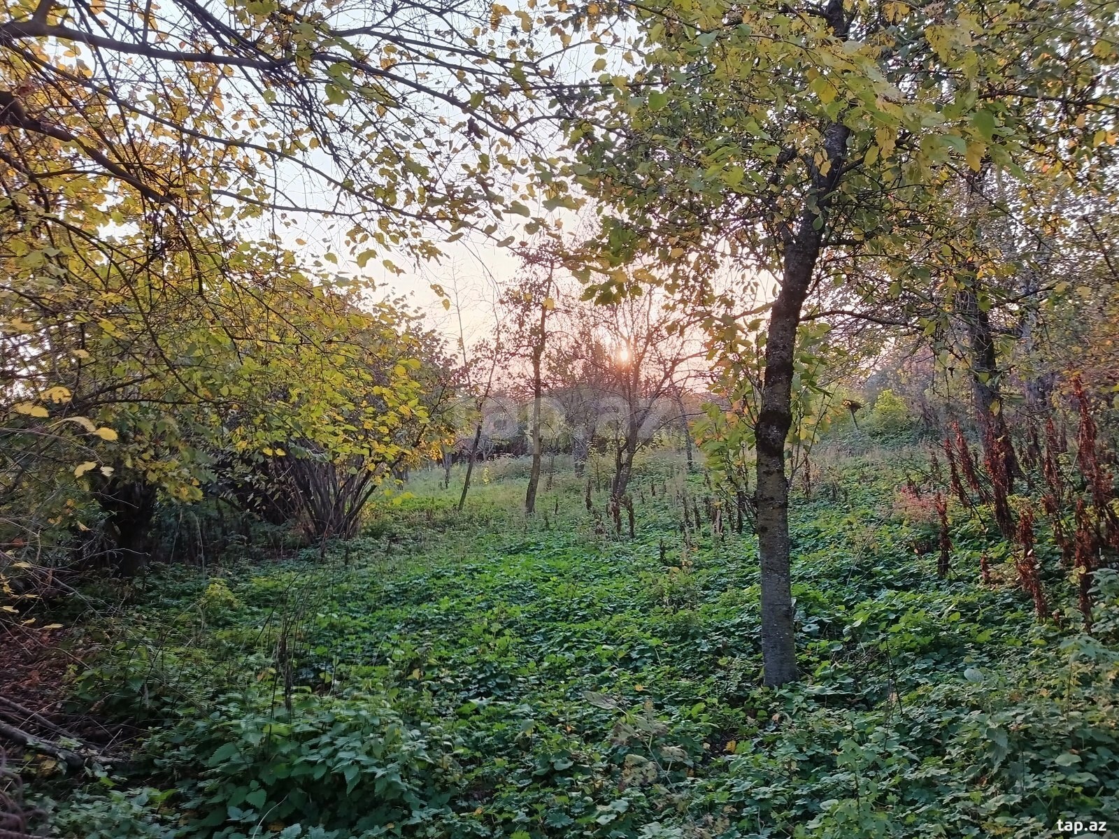 13 sot torpaq sahəsi, İsmayıllı r. (2)