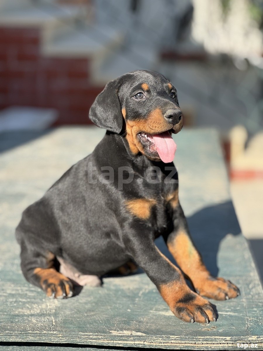 Doberman (cütləşdirmək üçün) (3)