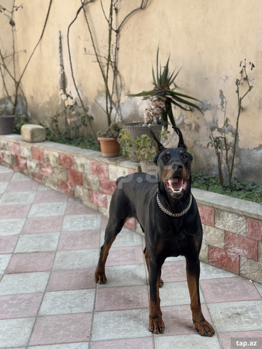 Doberman (cütləşdirmək üçün) (2)