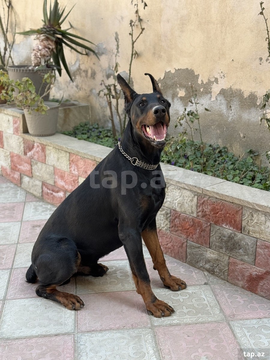 Doberman (cütləşdirmək üçün)