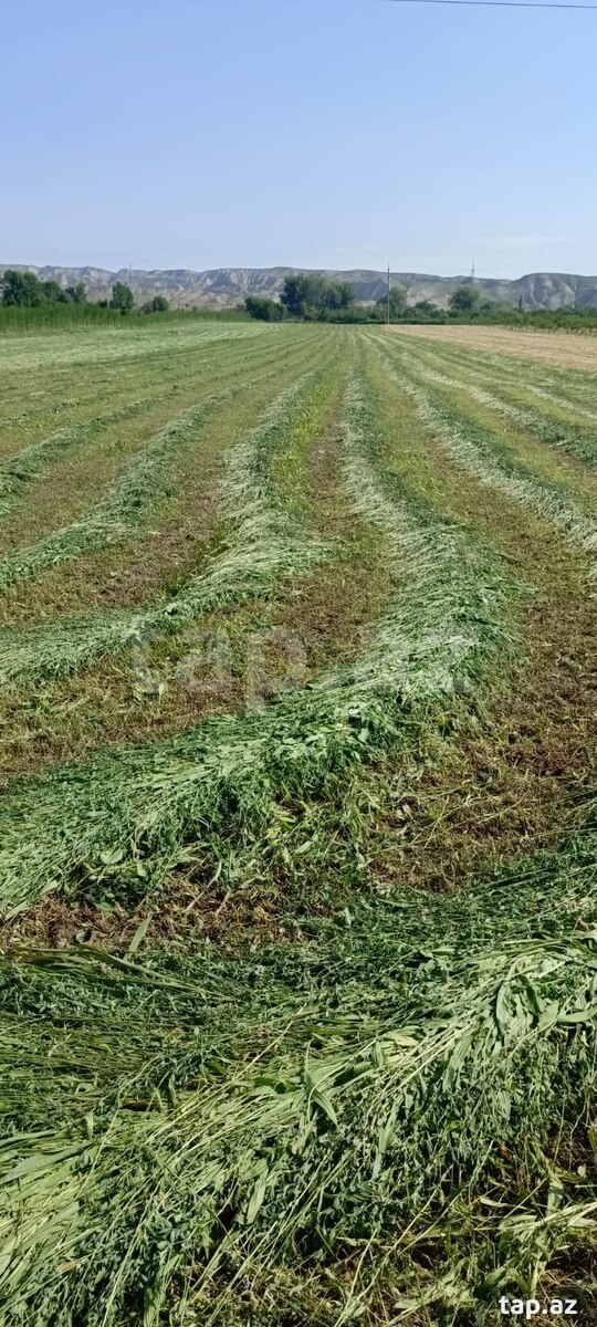 2500 sot torpaq sahəsi, Mingəçevir ş.