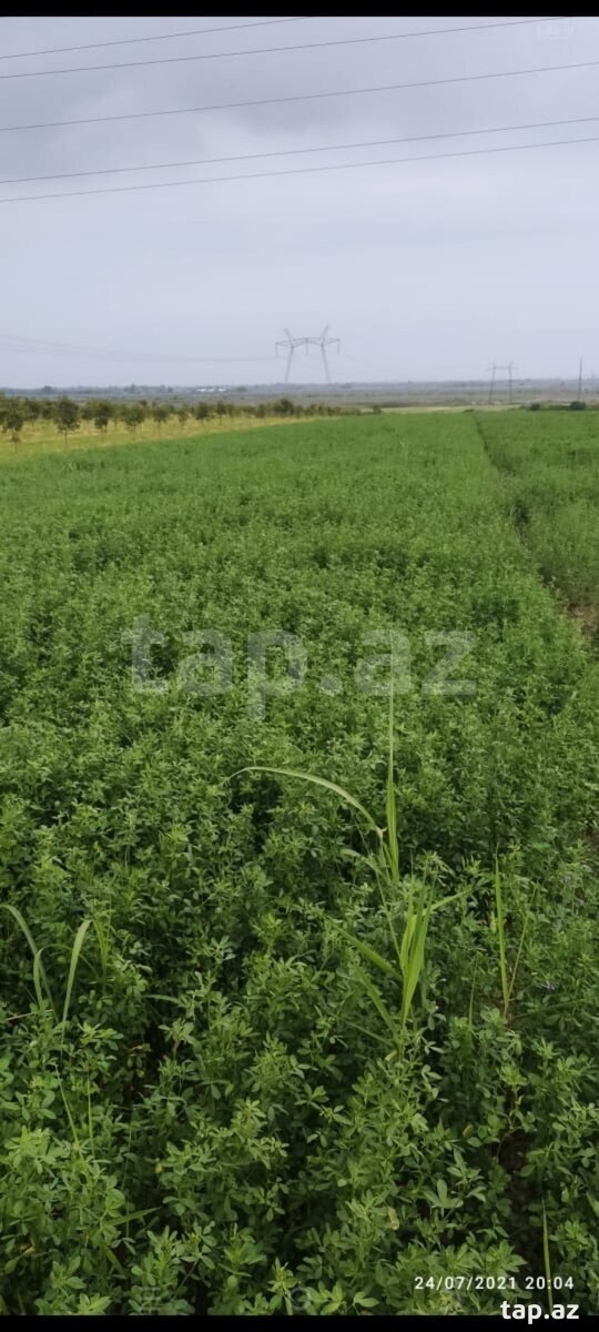 2500 sot torpaq sahəsi, Mingəçevir ş.