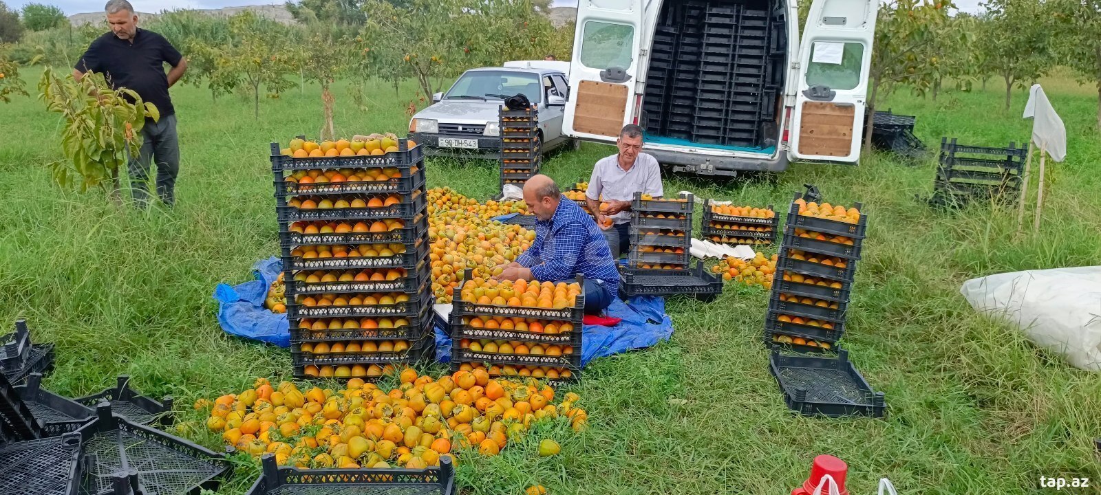 2500 sot torpaq sahəsi, Mingəçevir ş.